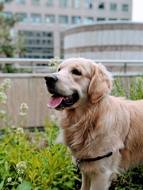 woman walking golden retriever dog in sunny park for stress relief outdoor exercise
