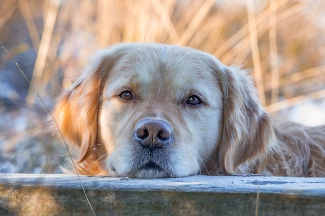 golden retriever therapy dog resting beside person providing emotional comfort and stress relief